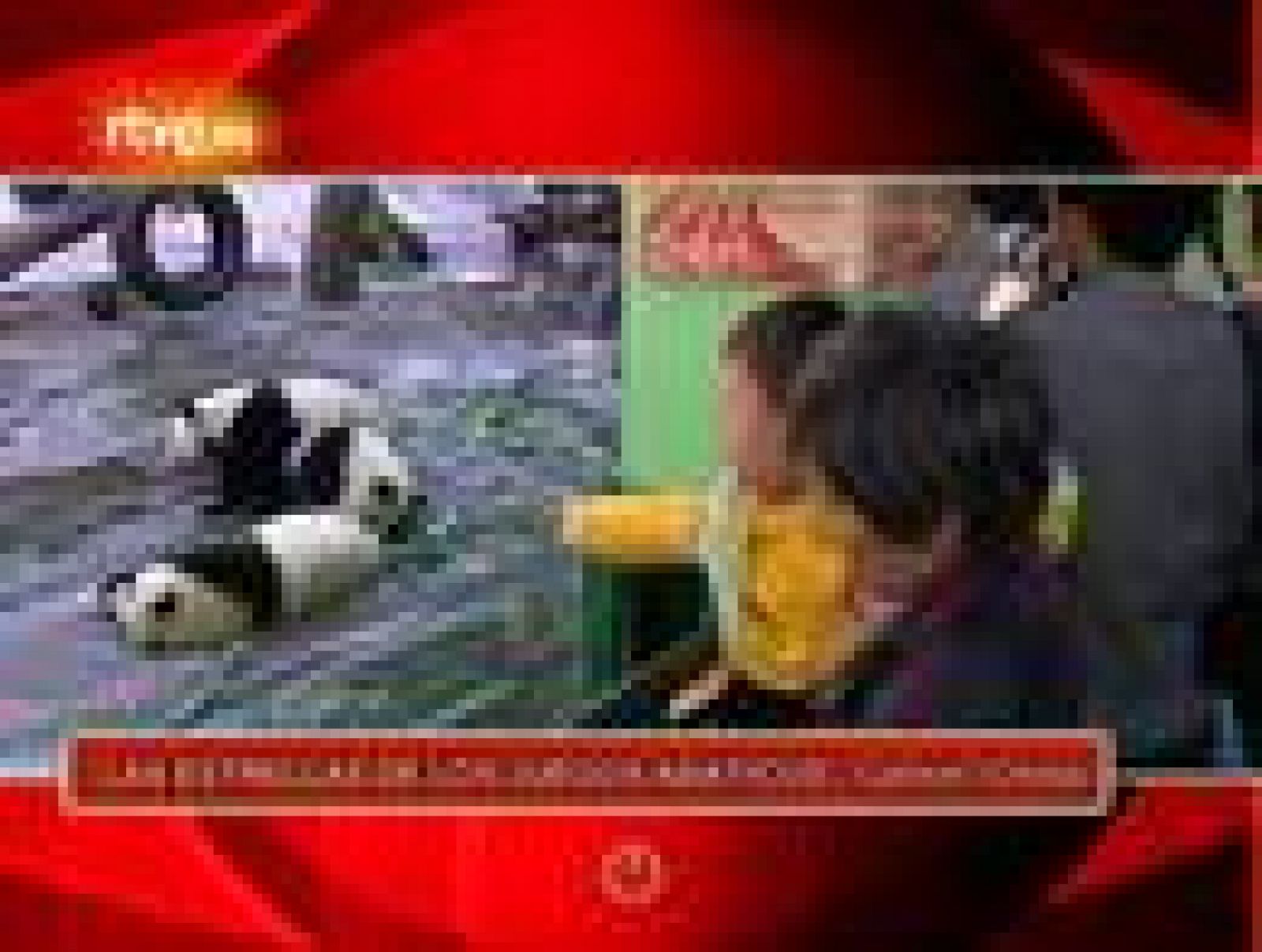 Sin programa: Los pandas, estrellas en China | RTVE Play