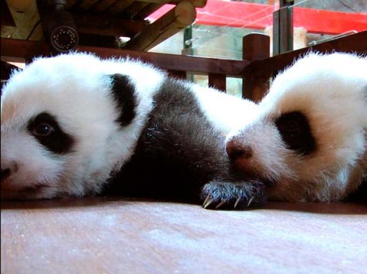  - Los pandas, estrellas en China