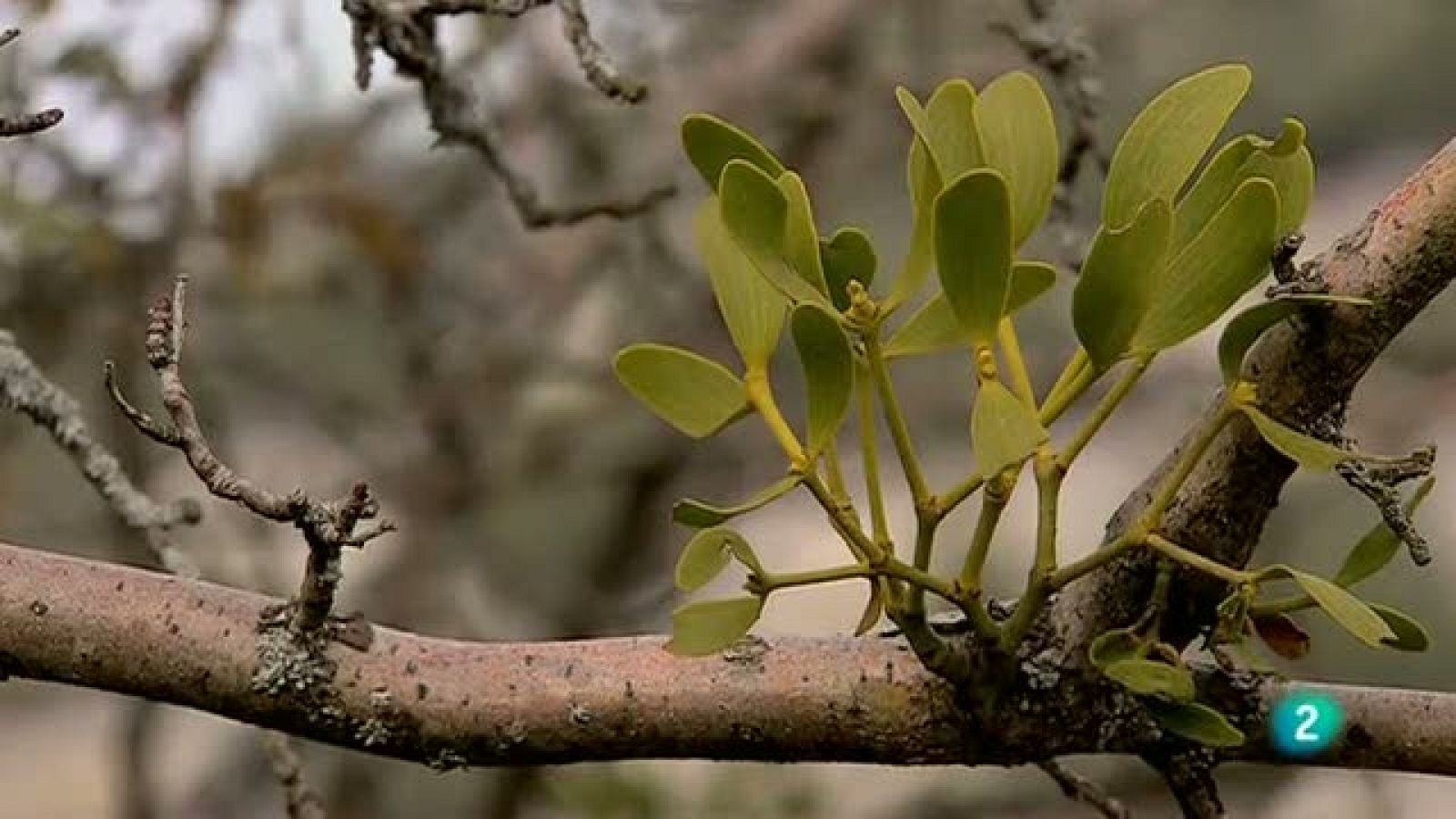Biodiario - Un parásito de nuestros árboles - Biodiario | Ver
