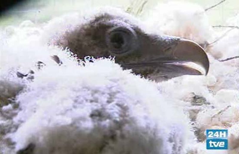 La mayor población de quebrantahuesos existente en Europa vive en el Pirinero Aragonés, donde se intenta recuperar esta rapaz en peligro de extinción. Ya se ha conseguido críar a cuatro polluelos en cautividad (24/05/08).