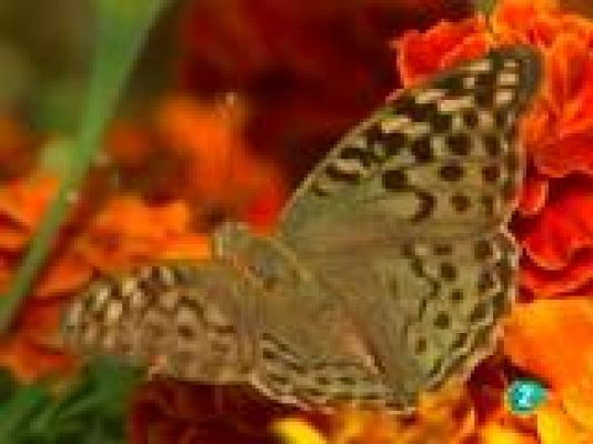  - Amantes de la arena