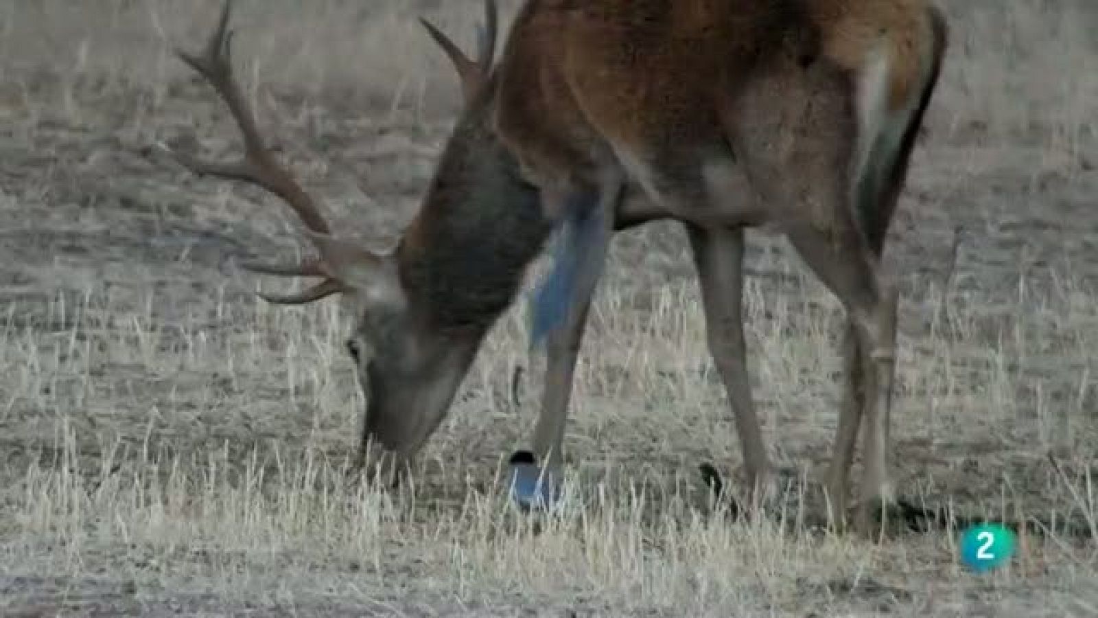 Biodiario - Corvido precioso, su distribución es un enigma - Biodiario | Ver