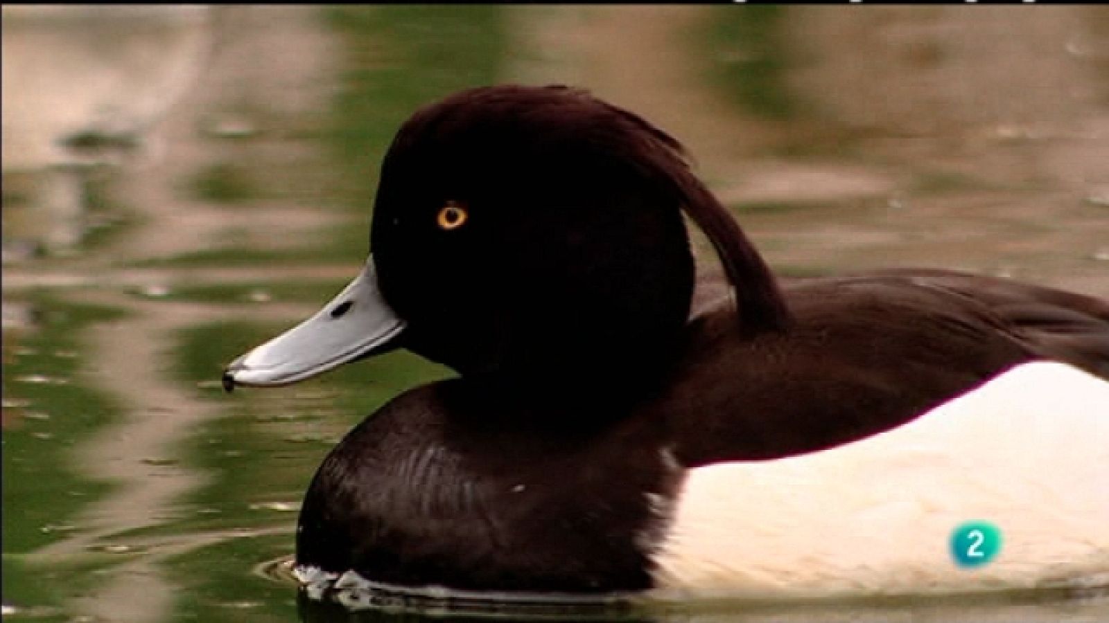 Biodiario - El porrón moñudo es coqueto y ni buceando pierde su peinado - Biodiario | Ver