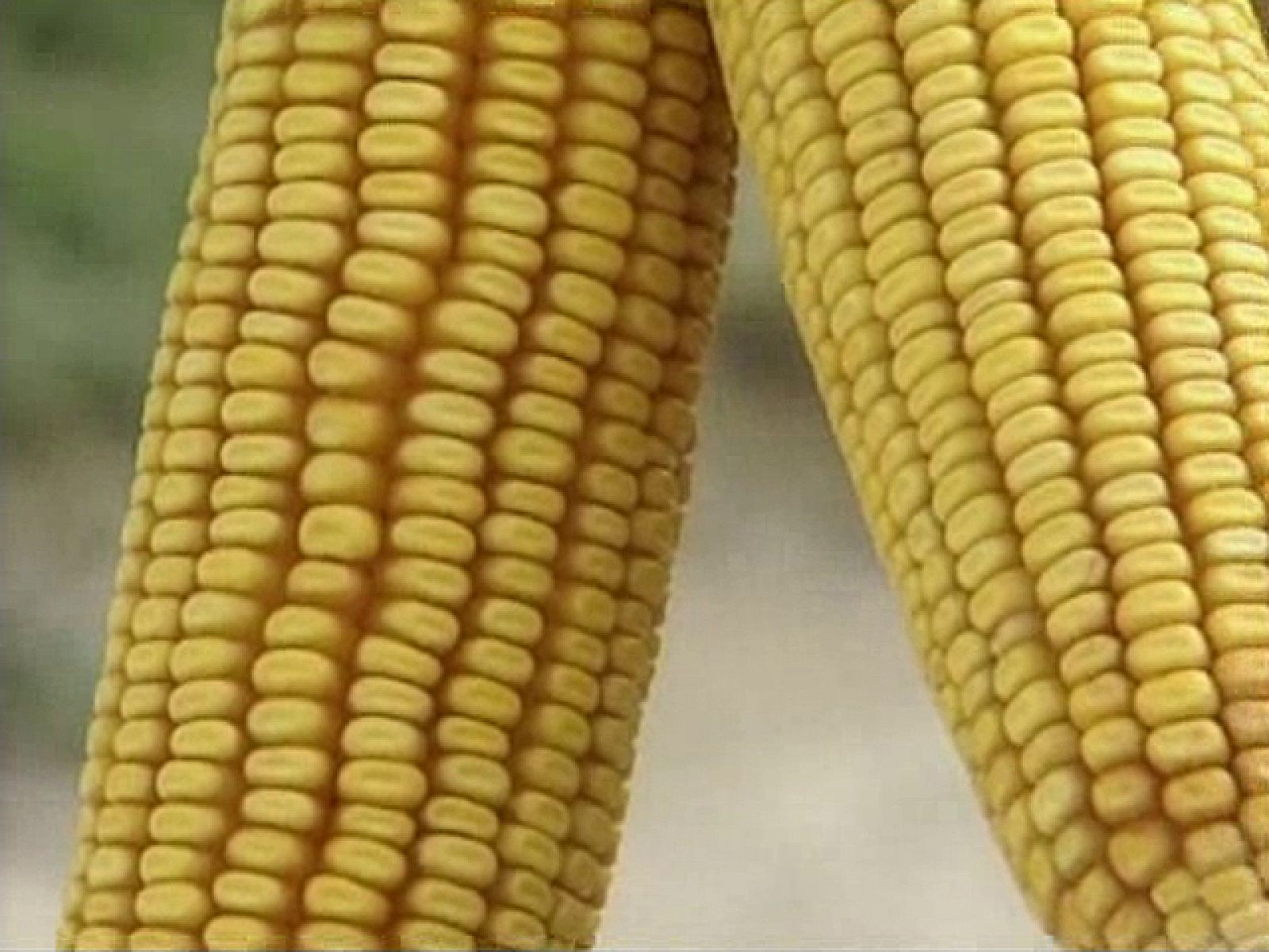 UNED - Soberanía transgénica. ¿Un riesgo planetario? | Ver