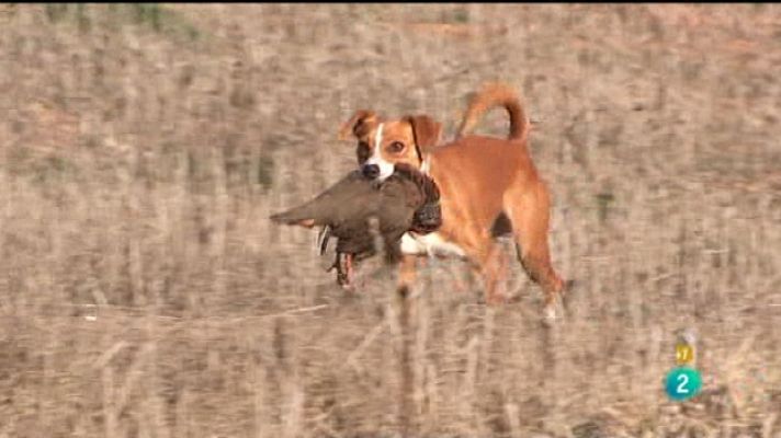 Jara y sedal - Cazando en Malaguilla