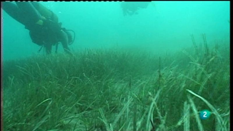  El escarabajo verde - Un catálogo de problemas 1ª parte