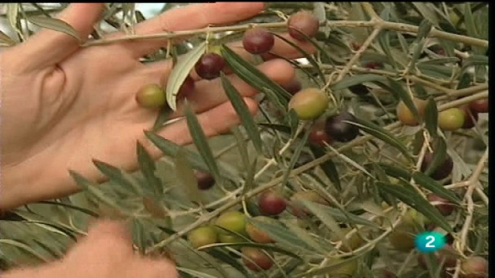 Agrosfera - 11/12/10 - Agrosfera | Ver