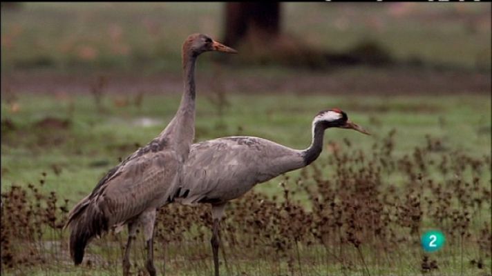Biodiario - Biodiario - 11/12/10