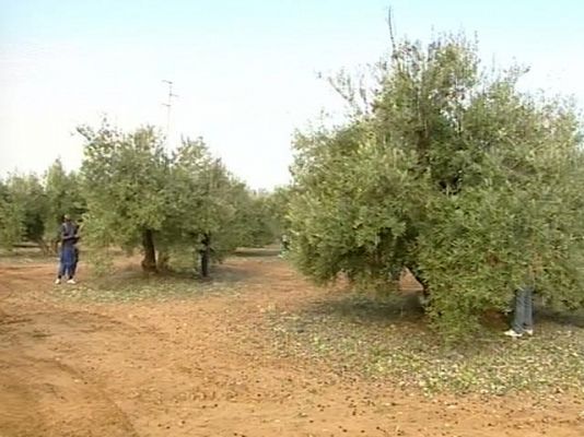 Telediario 1 - Inmigrantes aceituneros