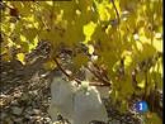 Telediario 1 - Las uvas, más caras