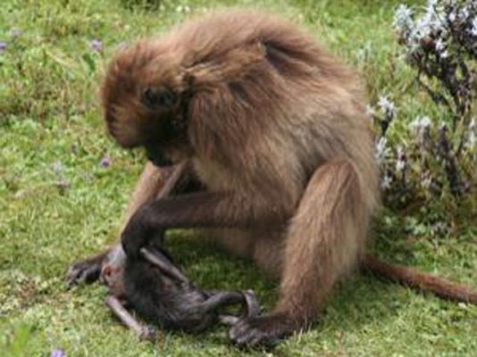 Las condiciones ambientales determinan el luto de los primates