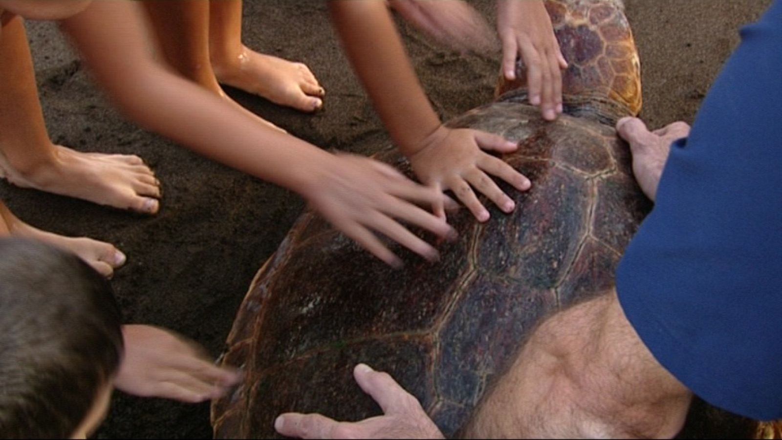 El escarabajo verde - Un catálogo de problemas - Parte 2 - Ver ahora