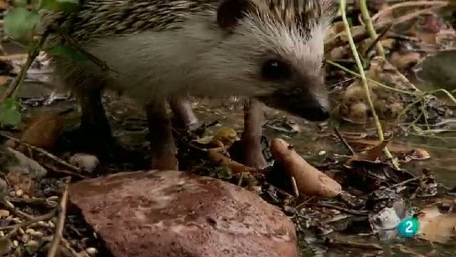 Biodiario - 18/12/10 - Biodiario | Ver