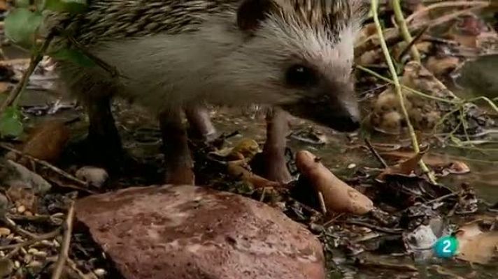 Biodiario - Biodiario - 18/12/10