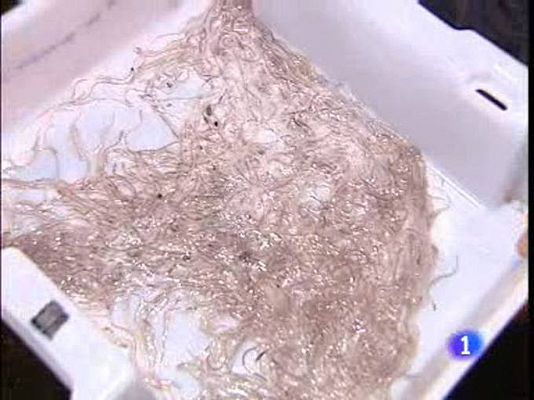 Ciencia y tecnología en Rtve.es - Angulas en extinción