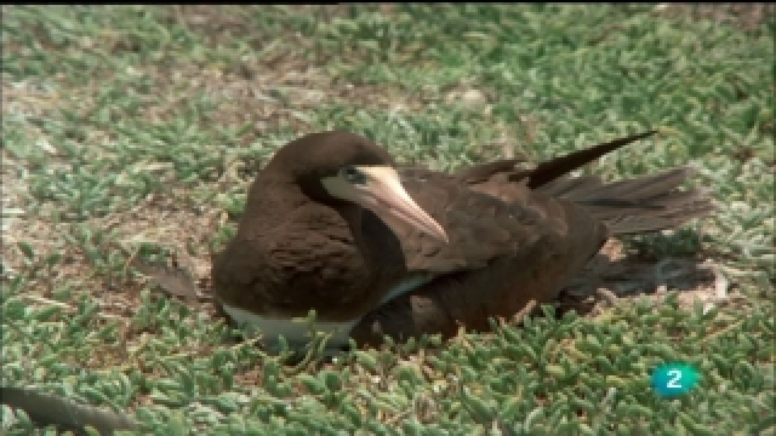 El hombre y la Tierra - Las islas de los Alcatraces | Ver