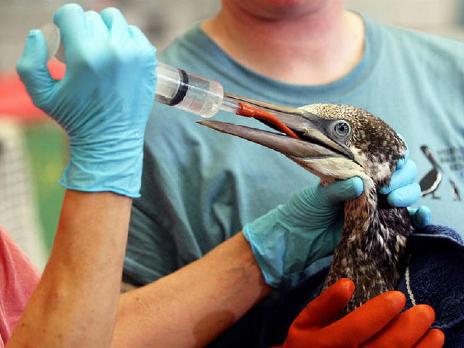 Mara Torres - Vertido BP | Ver