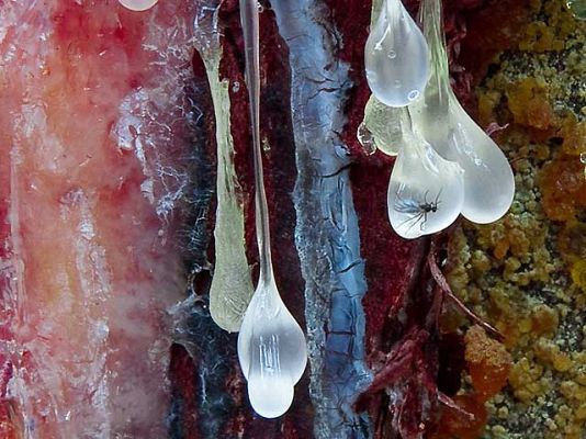 Ciencia y tecnología en Rtve.es - Las mejores fotografías científicas del año