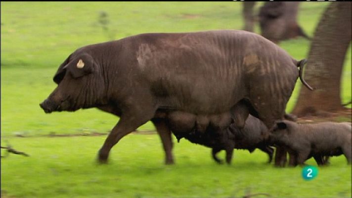 Biodiario - Biodiario - 25/12/10