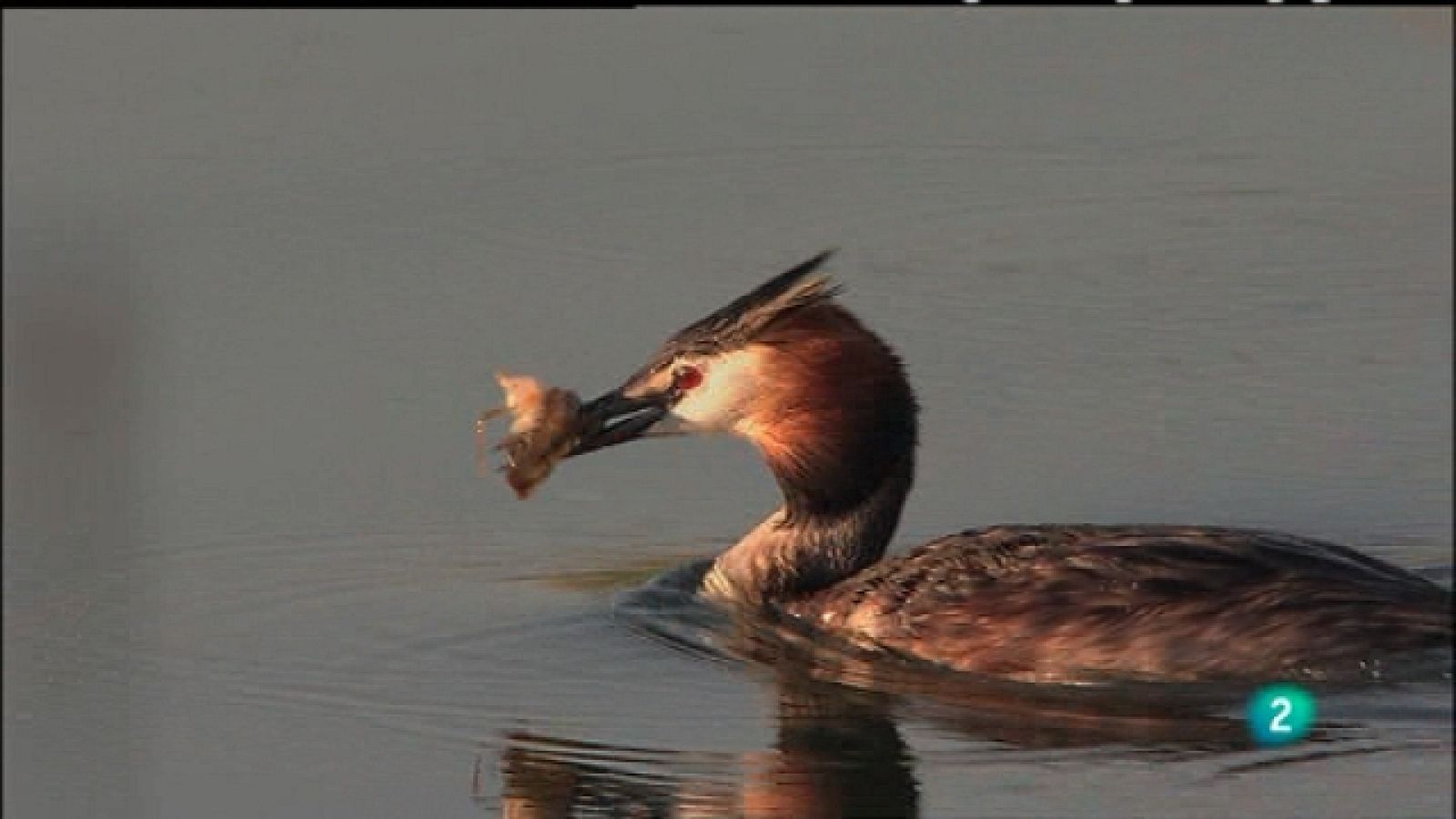 Biodiario - 26/12/10 - Biodiario | Ver
