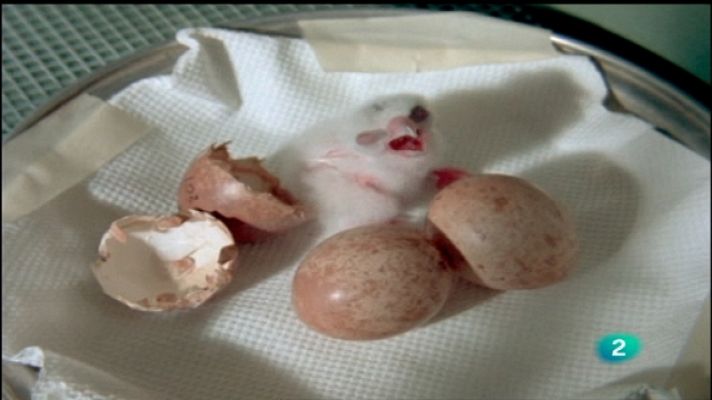 El hombre y la Tierra - Operación peregrino