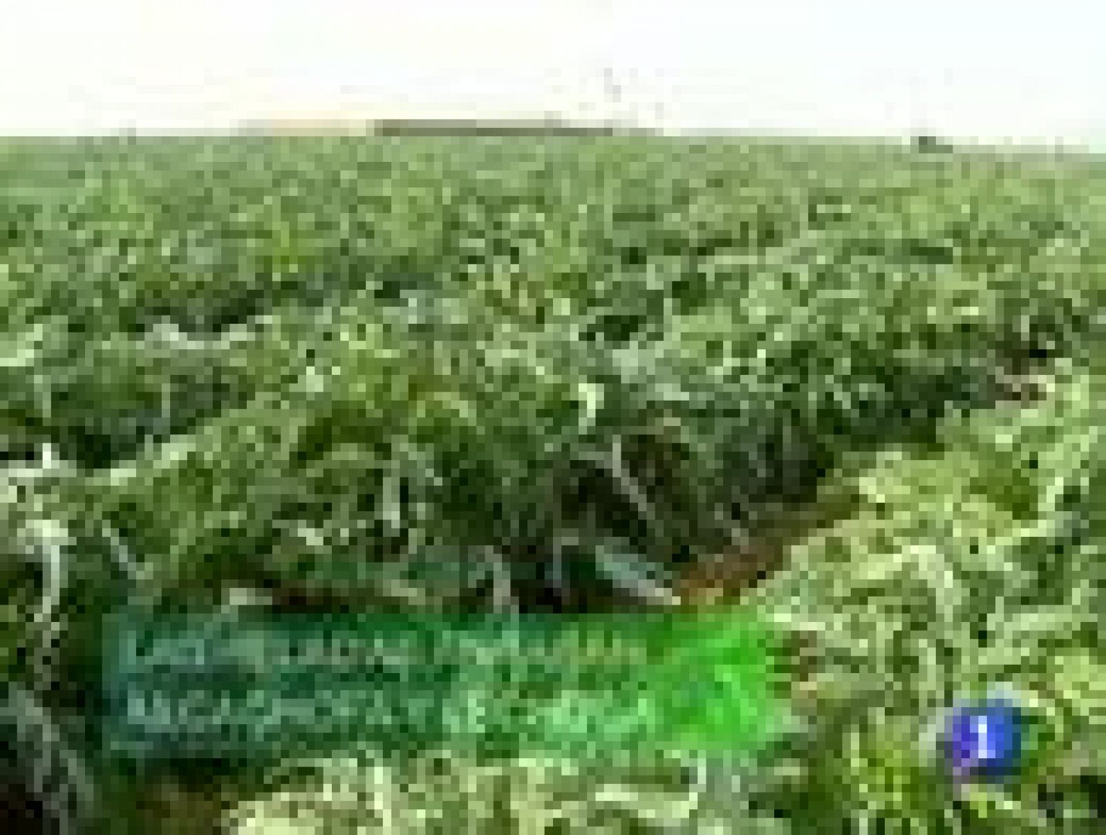 La Comunidad de Murcia en 2'. (28/12/2010).