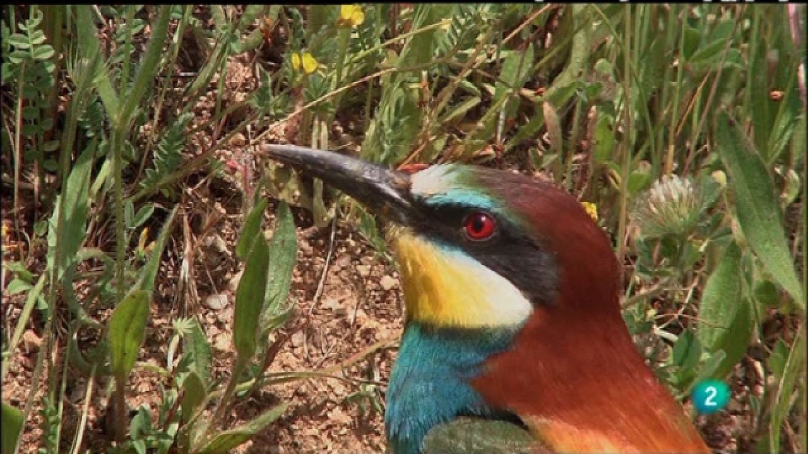 Biodiario - 28/12/10 - Biodiario | Ver