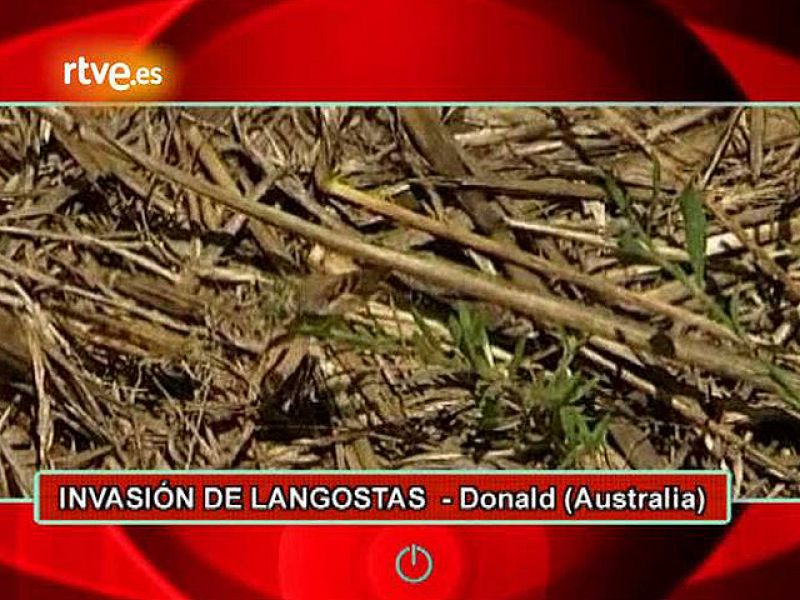 Parece una neblina, una nube de polvo, pero en realidad se trata de un enjambre de langostas, una imagen digna de una película de Hitchcock, que están arrasando los campos de cultivo de Donald, una pequeña localidad australiana .