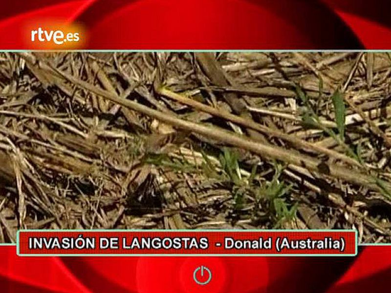 Parece una neblina, una nube de polvo, pero en realidad se trata de un enjambre de langostas, una imagen digna de una película de Hitchcock, que están arrasando los campos de cultivo de Donald, una pequeña localidad australiana .