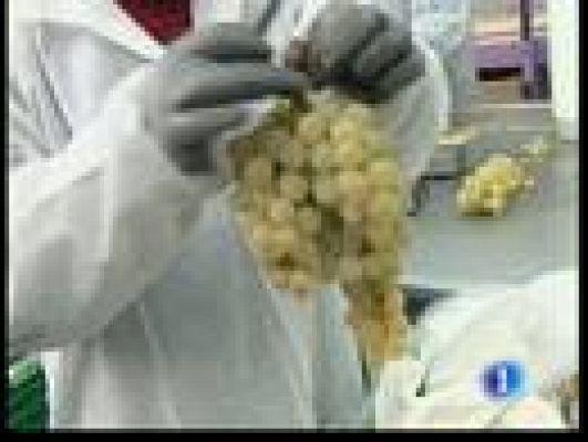 Telediario 1 - Campanadas y uvas en Nochevieja