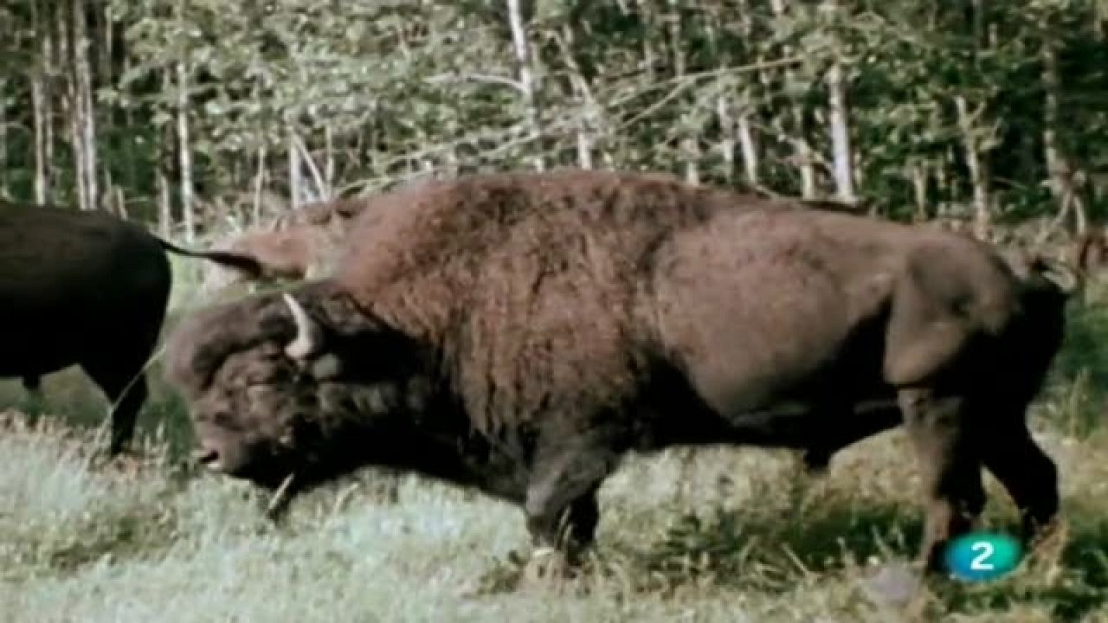 El hombre y la tierra - Gran fauna canadiense - Primera parte