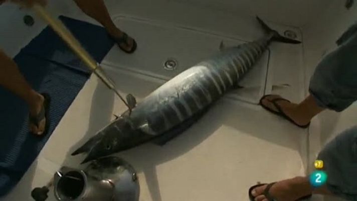 Jara y sedal - De pesca en el aura marina