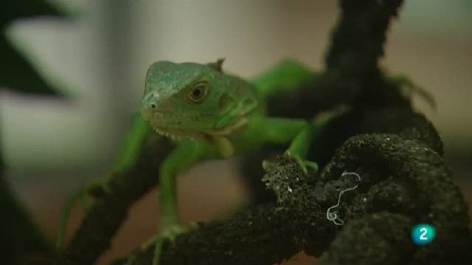 El escarabajo verde - Mascotas con fecha de caducidad