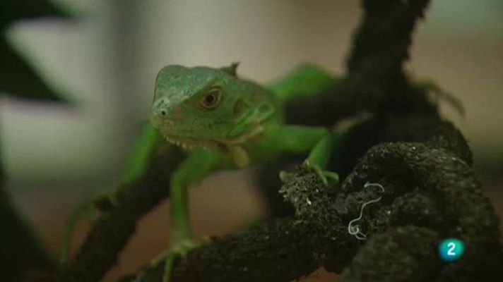 Mascotas con fecha de caducidad