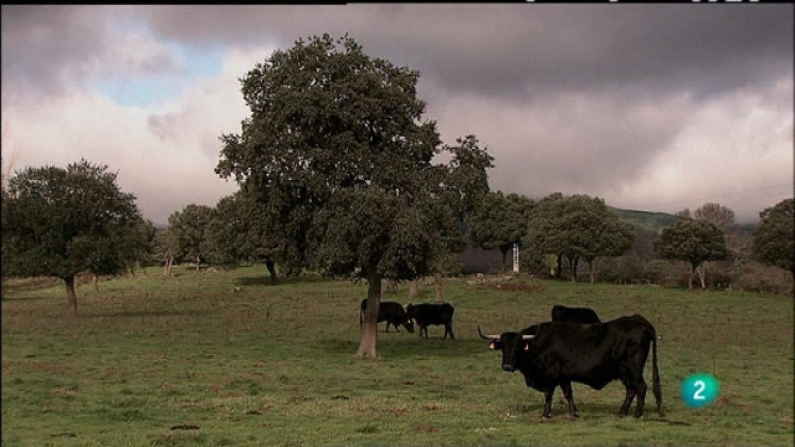 Biodiario - 01/01/11 - Biodiario | Ver