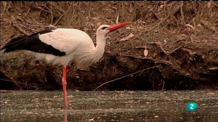 Biodiario - Biodiario - 02/01/11