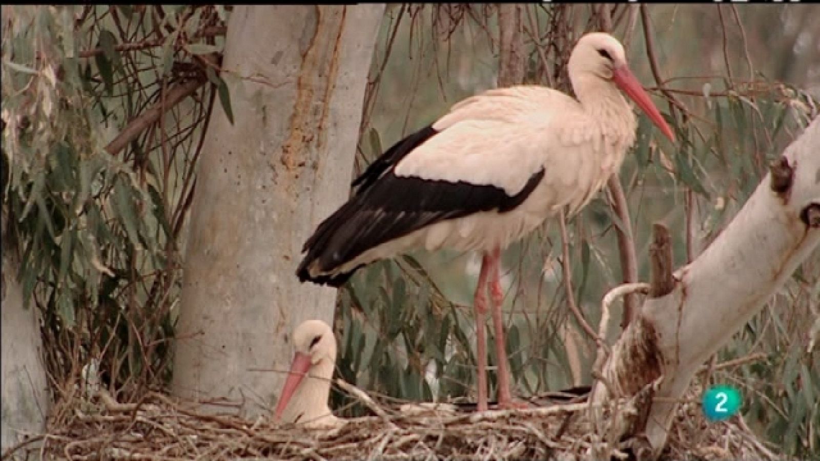 Biodiario - 03/01/11 - Biodiario | Ver
