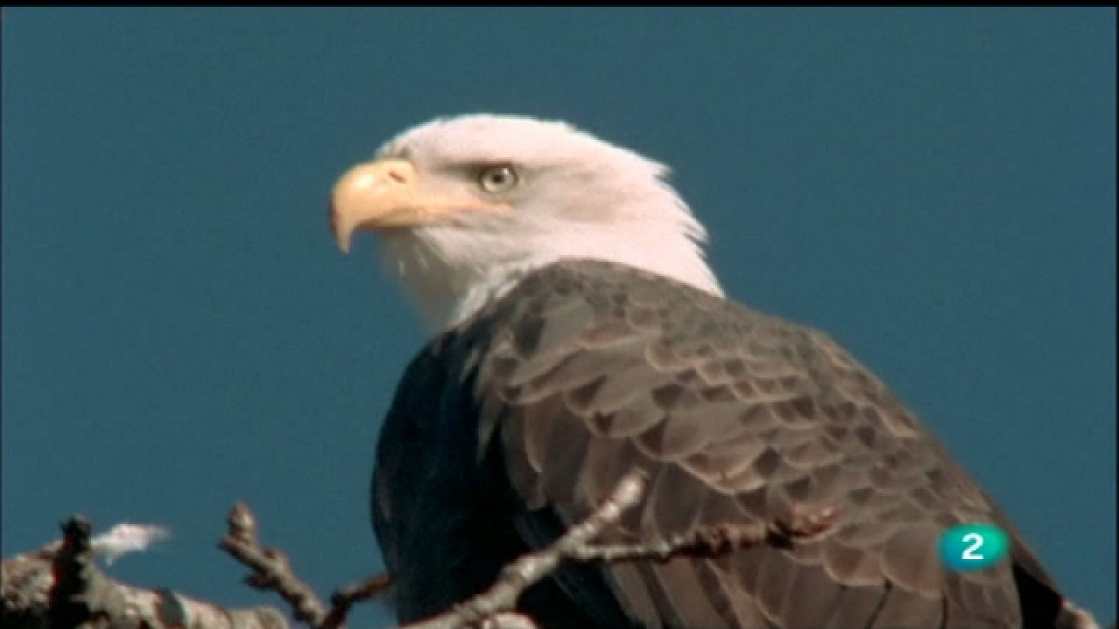 El hombre y la Tierra (Serie canadiense) - Operación rescate