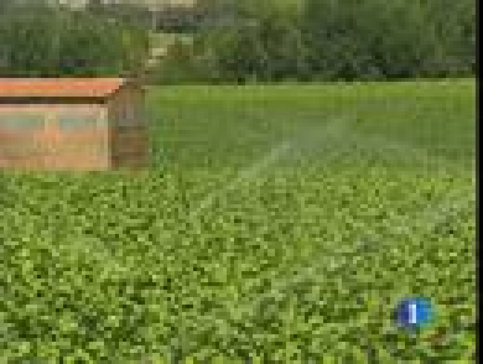 La ley antitabaco preocupa a los productores cacereños de tabaco | Ver