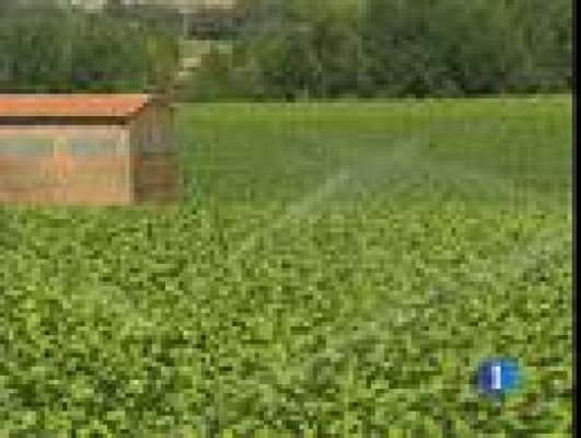 Telediario 1 - Miedo en el sector tabaquero