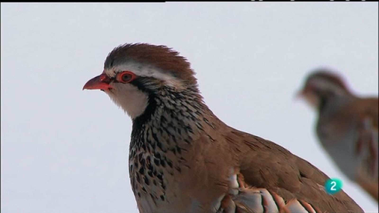 Biodiario - 06/01/11 - Biodiario | Ver