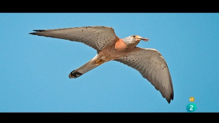 Jara y sedal - Caza fotográfica