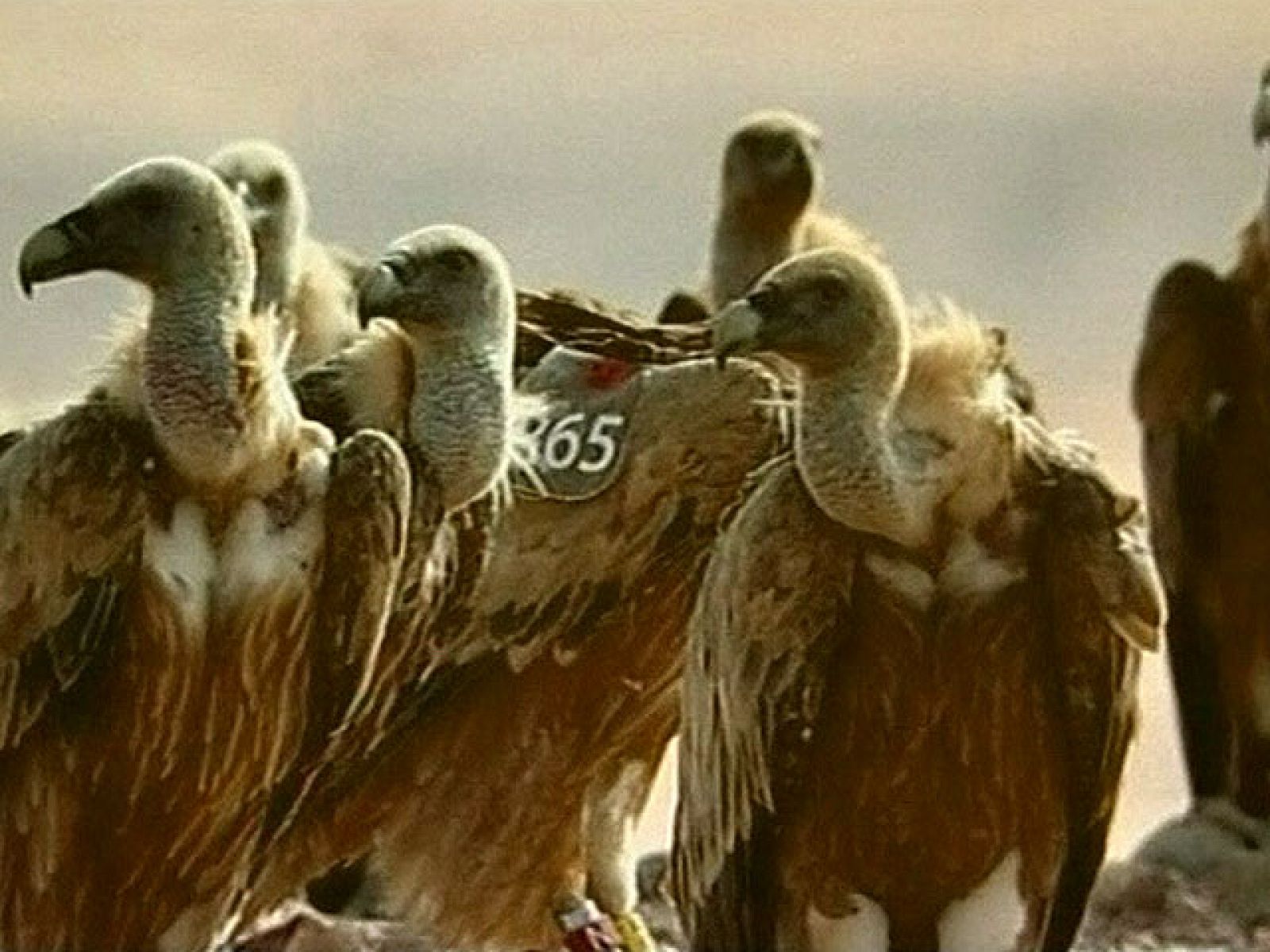 R-65, el buitre espía | Ver