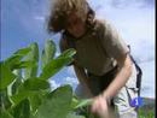 Telediario 1 - Iniciativas para los cultivos