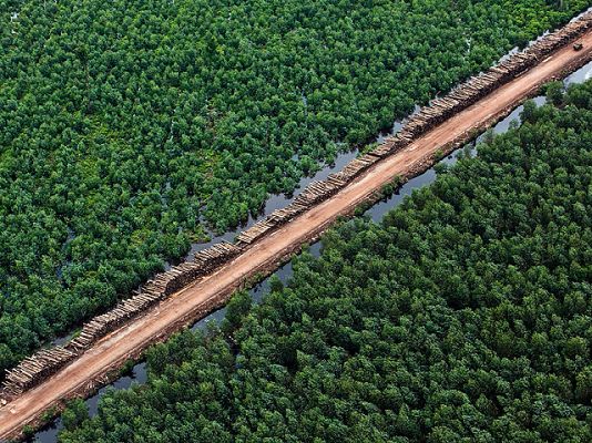 Telediario 1 - 2011, año mundial de los bosques
