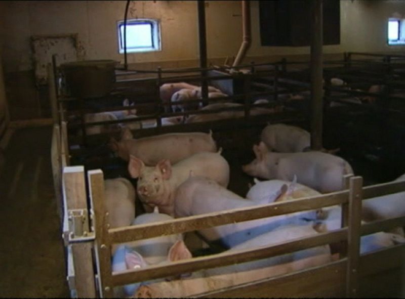 Reabren 3.000 granjas en Alemania