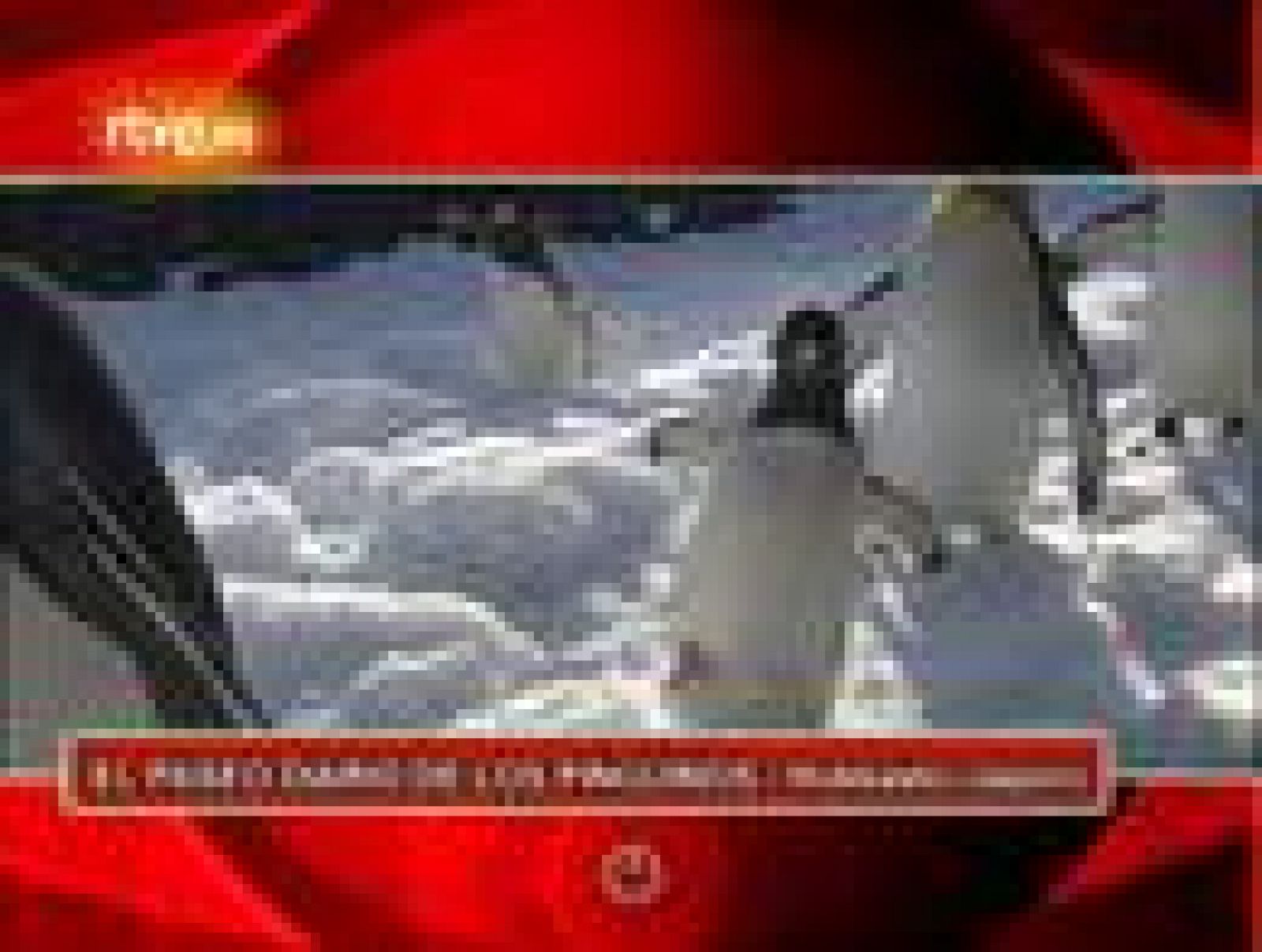 Sin programa: Los pingüinos pasean por la ciudad  | RTVE Play