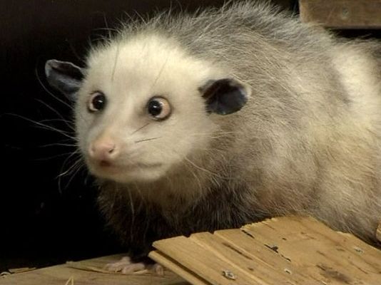 La 2 Noticias - Heidi, la zarigüeya bizca