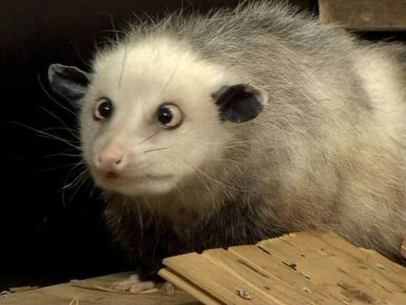 Animales Animales