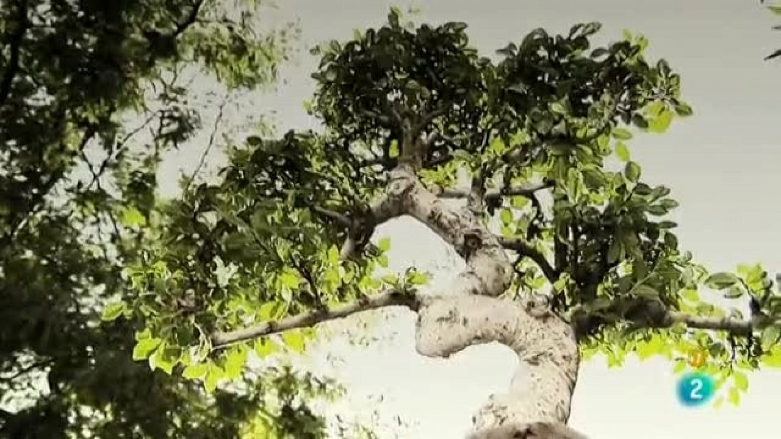 Zzz - Mañana puedes - Tener paciencia | Ver